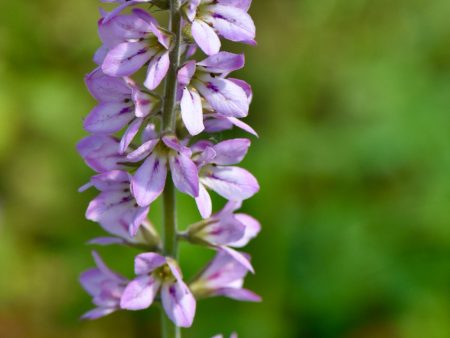 Francoa appendiculata (Maiden s Wreath) Fashion