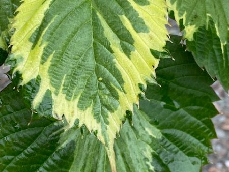 Davidia involucrata  Aya Nishiki   (Variegated Dove Tree) For Sale