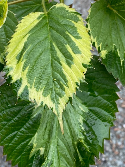 Davidia involucrata  Aya Nishiki   (Variegated Dove Tree) For Sale