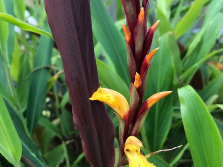 Cautleya spicata  Robusta   (Hardy Ginger) For Sale