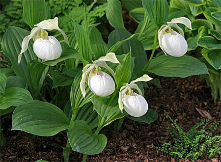 Cypripedium  Sabine Pastel   (Hardy Orchid) Cheap