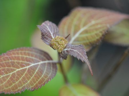 Hydrangea serrata  Kiyosumi   (Kiyosumi Mountain Hydrangea) For Sale