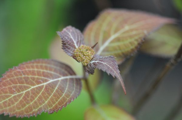 Hydrangea serrata  Kiyosumi   (Kiyosumi Mountain Hydrangea) For Sale