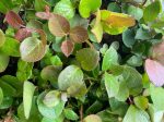 Gaultheria shallon  (Salal) Supply