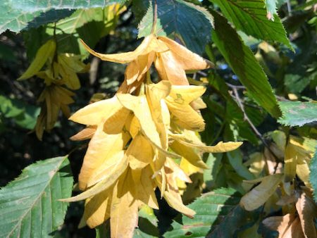 Carpinus betulus  (Hornbeam) Discount