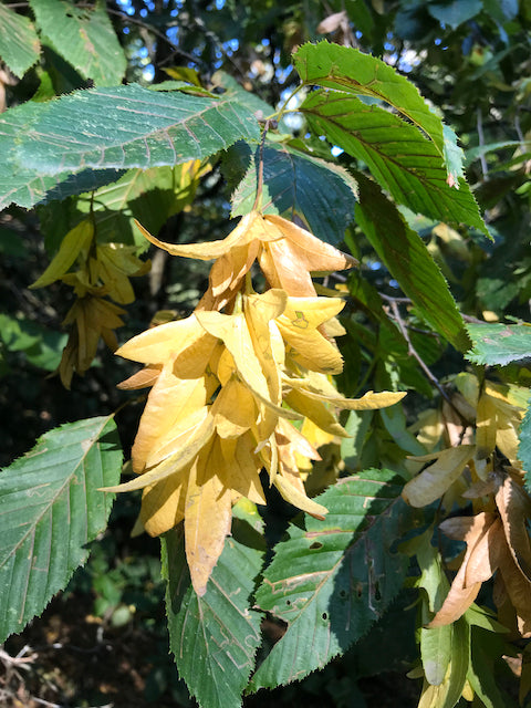 Carpinus betulus  (Hornbeam) Discount