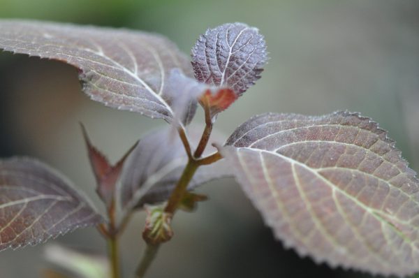 Hydrangea serrata  Kiyosumi   (Kiyosumi Mountain Hydrangea) For Sale