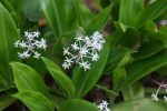 Speirantha convallariodes (False Lily-of-the-Valley) For Cheap