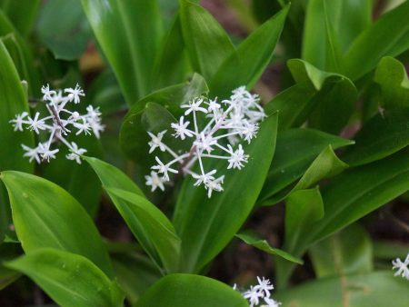 Speirantha convallariodes (False Lily-of-the-Valley) For Cheap