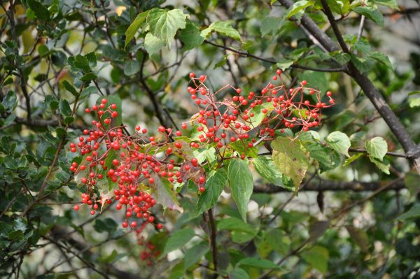 Viburnum betulifolium ZHN-15-068 (Species viburnum) Online now