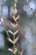 Salix gilgiana (Winter Willow) Supply