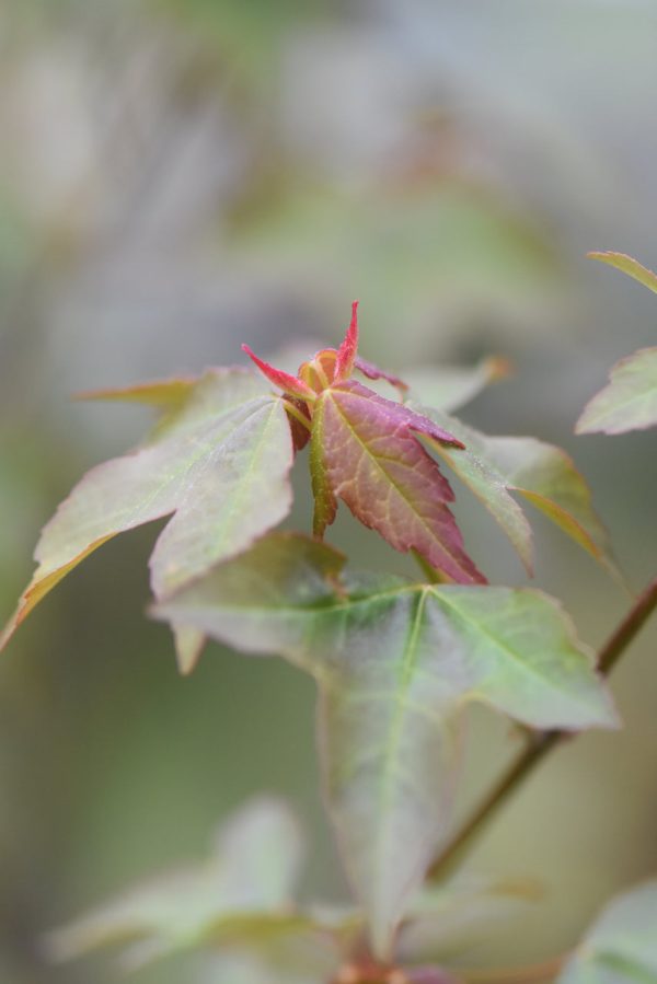 Acer buergerianum (Trident Maple) Online Hot Sale