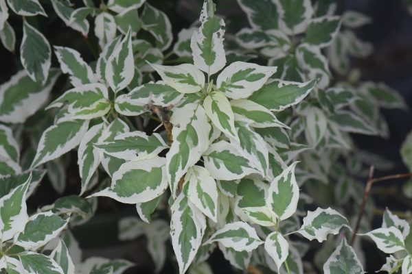 Cornus alternifolia  Argentia   (Variegated Pagoda Dogwood) on Sale