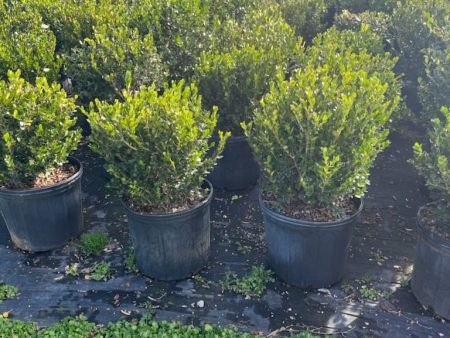 Wintergreen Boxwood For Discount