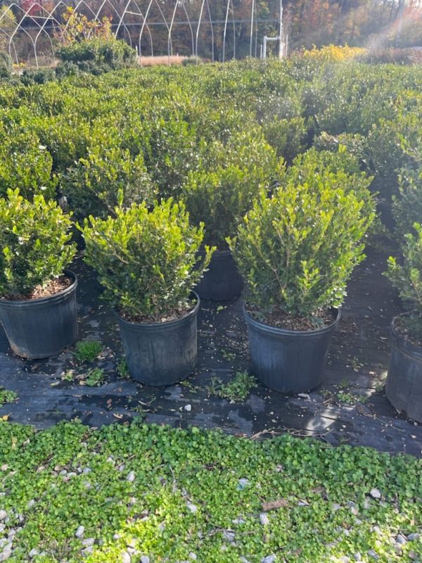 Wintergreen Boxwood For Discount