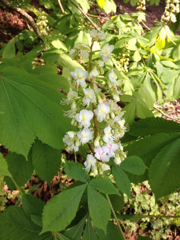 Aesculus chinensis (Chinese Horse Chestnut) Fashion