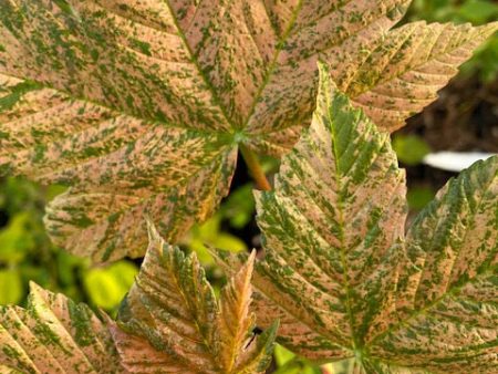 Acer pseudoplatanus  Eskimo Sunset  (Variegated Sycamore Maple) Online now