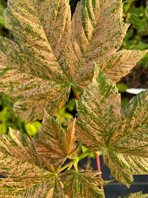 Acer pseudoplatanus  Eskimo Sunset  (Variegated Sycamore Maple) Online now