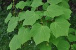 Acer tegmentosum (Manchurian Striped Maple) Supply