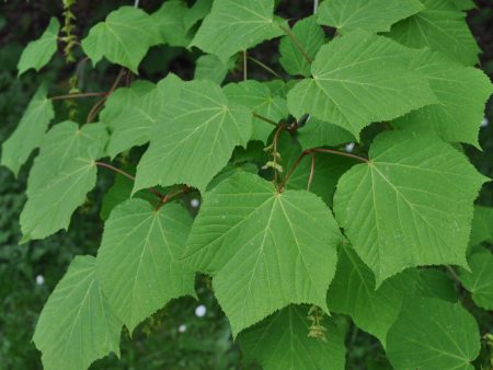 Acer tegmentosum (Manchurian Striped Maple) Supply