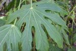 Fatsia polycarpa DJHT99009  (Taiwan Lace Fatsia) Online now