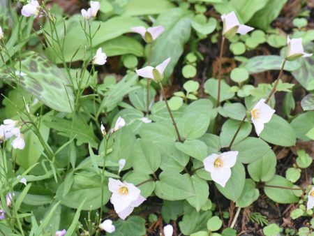 Pseudotrillium rivale (Brook Wakerobin) Supply