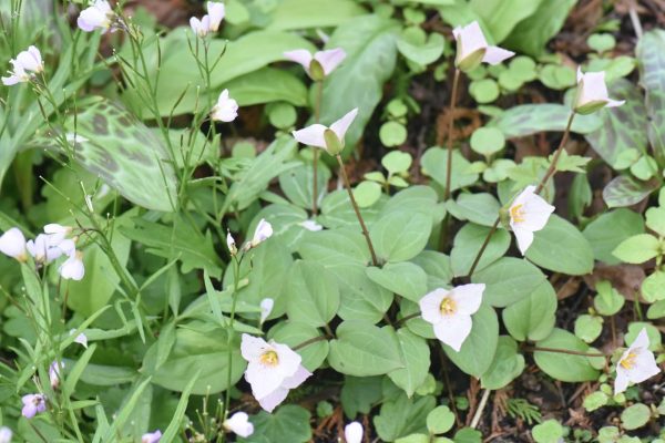 Pseudotrillium rivale (Brook Wakerobin) Supply