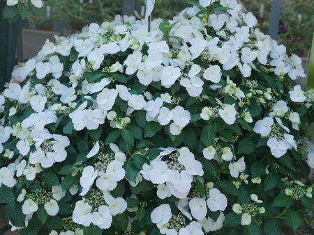 Hydrangea  Fairytrail Bride  (Cascade Hydrangea) For Discount