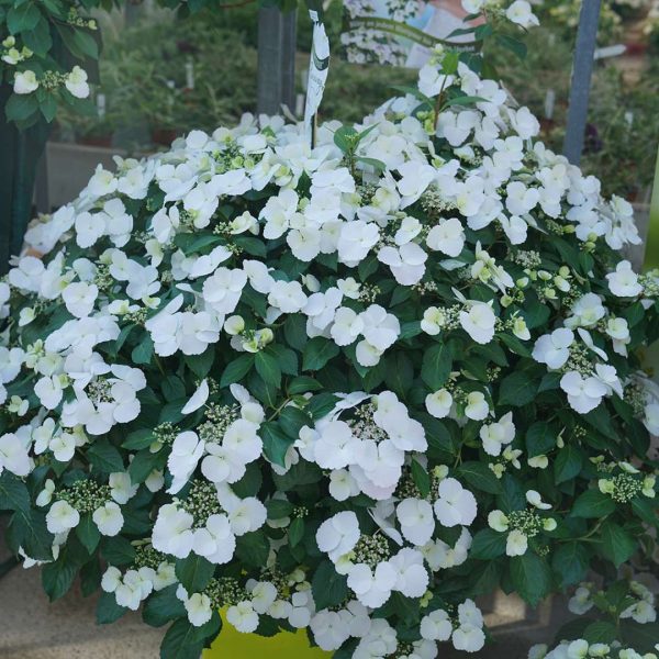 Hydrangea  Fairytrail Bride  (Cascade Hydrangea) For Discount