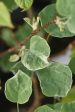 Disanthus cercidifolius  Ena Nishiki  (Redbud Hazel) For Discount