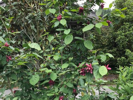 Calycanthus x raulstonii  Hartlage Wine    (Hybrid Spice Bush) For Cheap