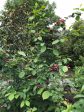 Calycanthus x raulstonii  Hartlage Wine    (Hybrid Spice Bush) For Cheap