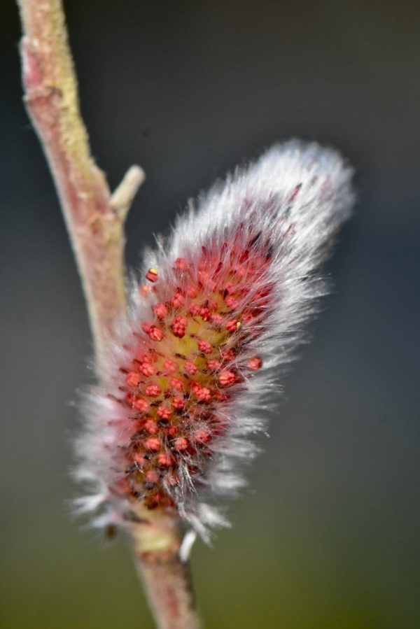 Salix gracilistyla  Mt. Aso  (Japanese Pink Pussy Willow) Fashion