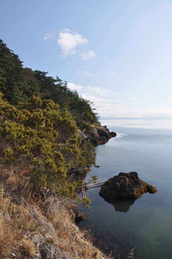 Acer glabrum ssp. douglasii AH-11-916 (Douglas Maple) Online Sale