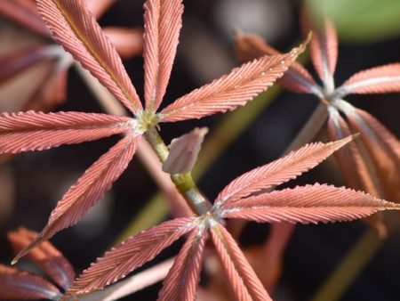 Aesculus x neglecta  Erythroblastos   (Sunrise Horsechestnut) For Sale