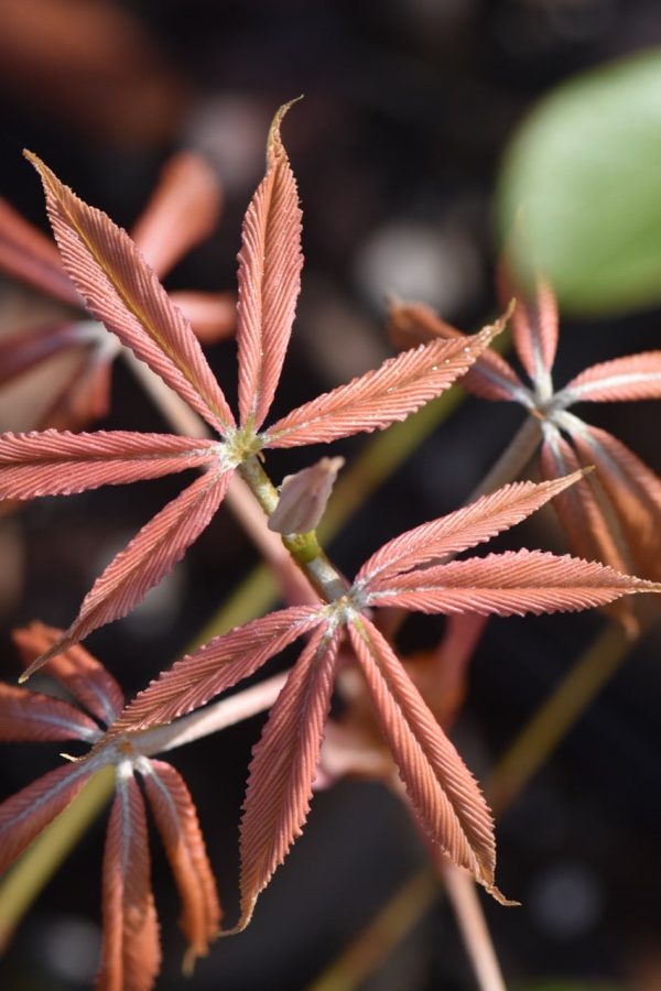 Aesculus x neglecta  Erythroblastos   (Sunrise Horsechestnut) For Sale