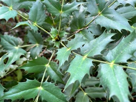 Mahonia napaulensis (Himalayan Mahonia) Online Sale