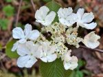 Viburnum furcatum (Species viburnum) For Discount