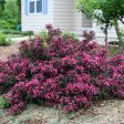 Weigela florida  Spilled Wine  (Purple Leaf Weigela) Fashion