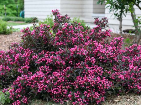 Weigela florida  Spilled Wine  (Purple Leaf Weigela) Fashion