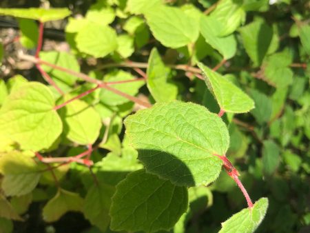 Viburnum sp. ZHN15-003 (Species viburnum) Hot on Sale