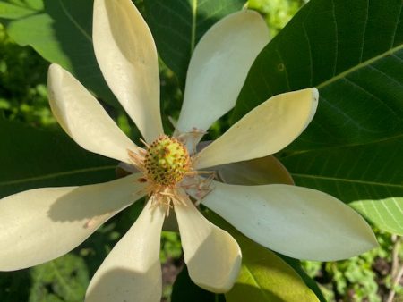 Magnolia obovata syn. M. hypoleuca (Big-Leaf Magnolia) Online Sale