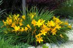 Stella D Oro Daylily Plant Online now