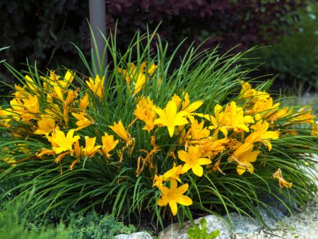 Stella D Oro Daylily Plant Online now