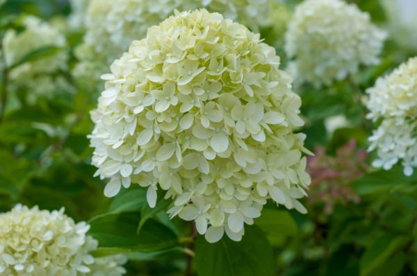 Limelight Hydrangea Bush Online Sale