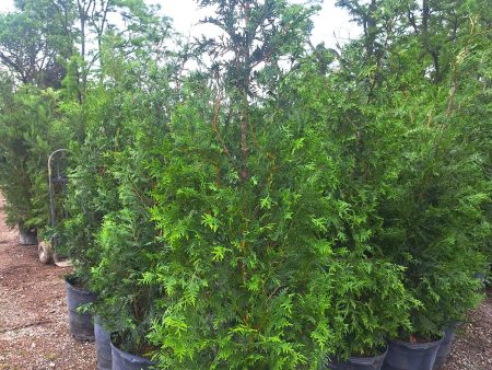 Thuja Green Giant Arborvitae- BEST SELLER- Discount available for orders of 12 or more on the 4-5 ft, 6 ft and 7-8 ft For Discount