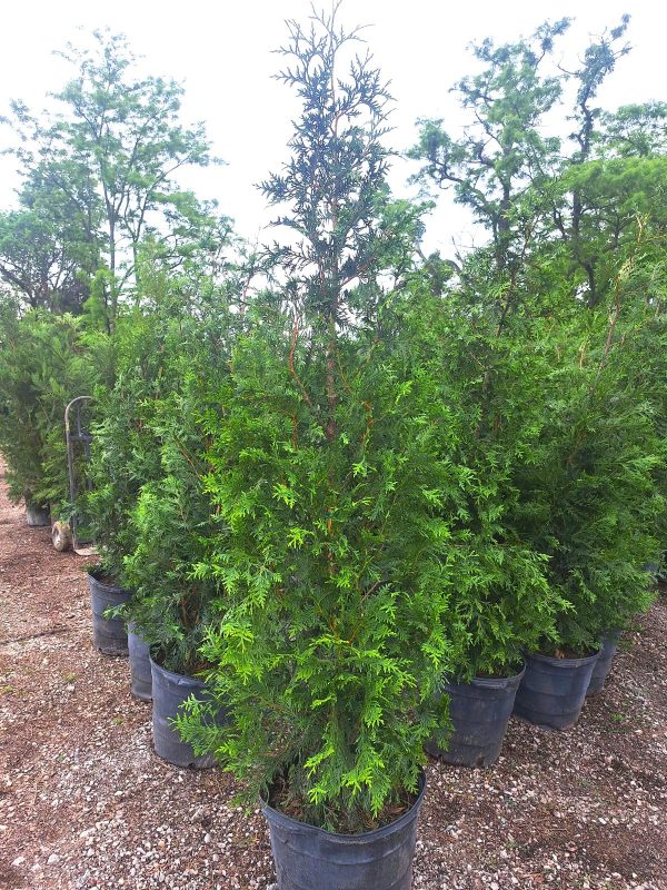 Thuja Green Giant Arborvitae- BEST SELLER- Discount available for orders of 12 or more on the 4-5 ft, 6 ft and 7-8 ft For Discount