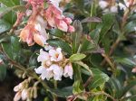 Vaccinium vitis-idaea  Koralle   (Lingonberry) Online now