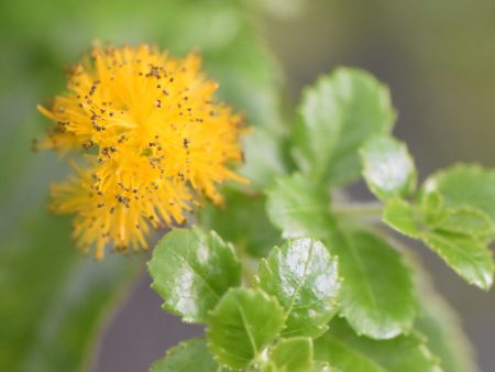 Azara dentata (Fragrant Toothed Azara) Online Sale