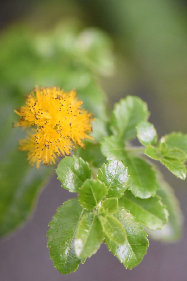 Azara dentata (Fragrant Toothed Azara) Online Sale